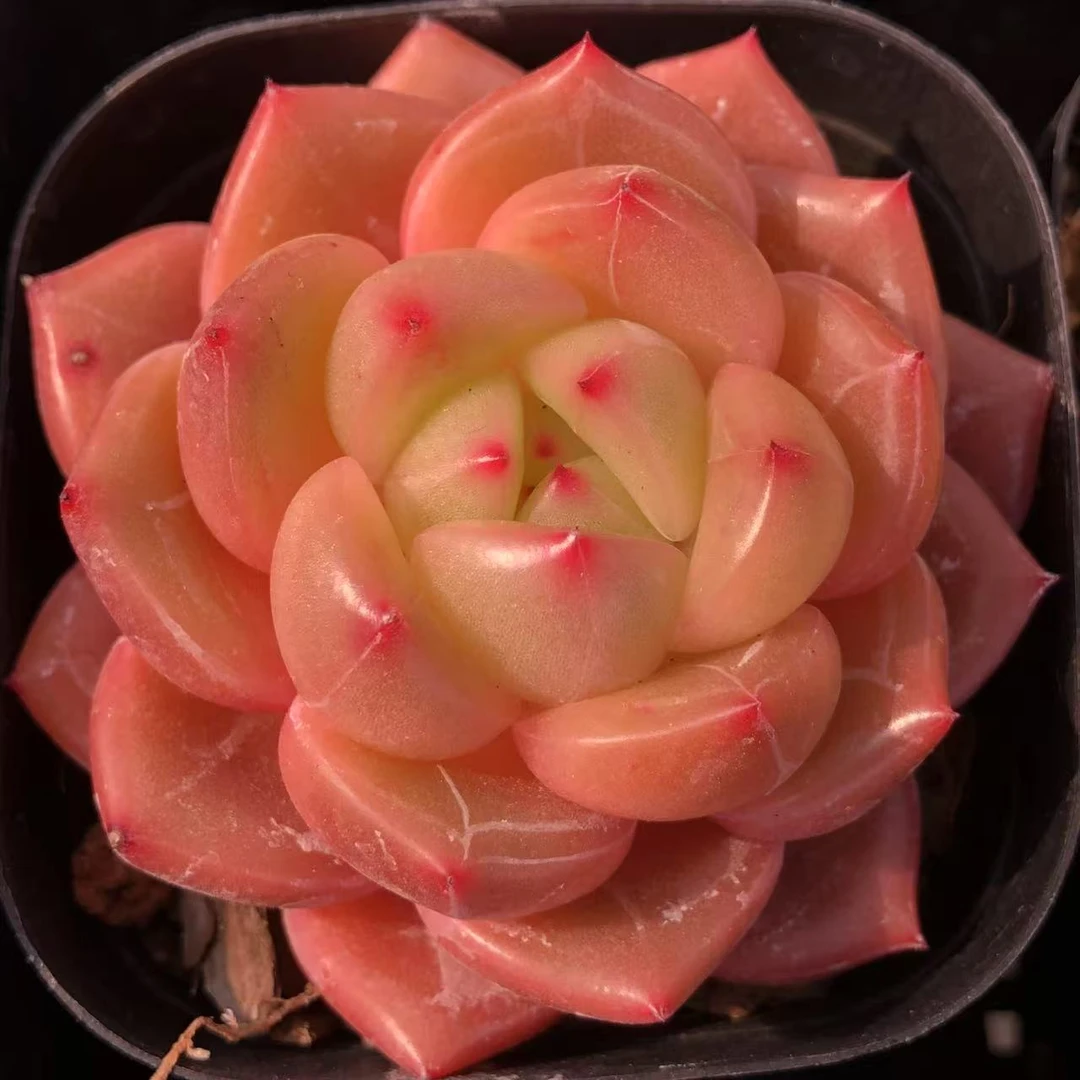（二号）一物一拍 老王精品多肉植物 所见即所得白桃汽水橙梦露糖心