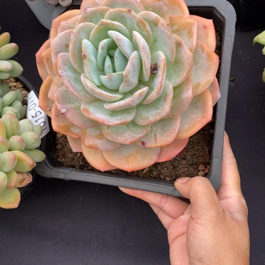 两单包邮1015-77凤橙