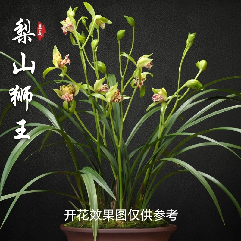 建兰奇花【梨山狮王】2-3苗裸根发货花期7-11月