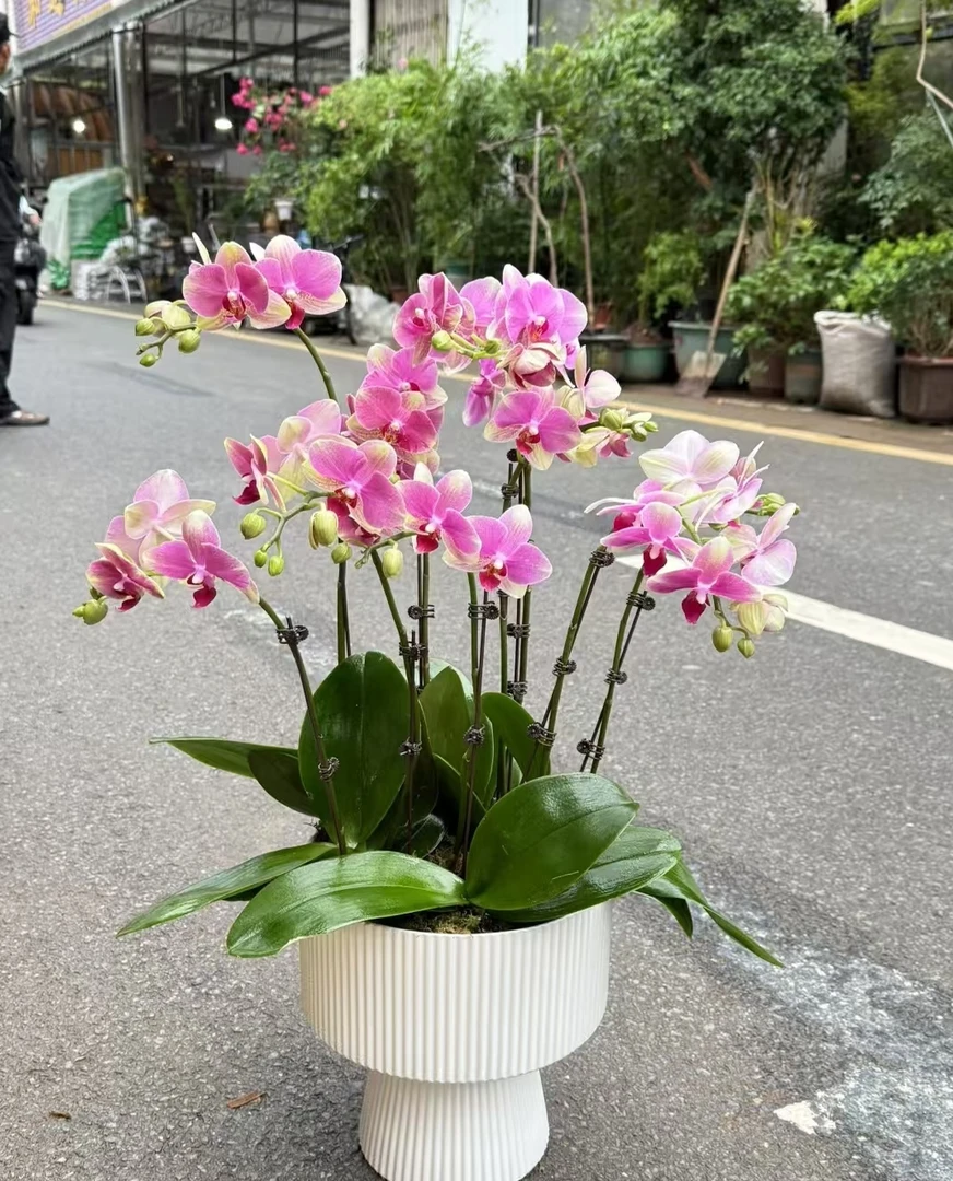 带剑【多彩蜜桃】2.8寸杯叶片瑕疵蝴蝶兰盆栽(全店满2单发货)
