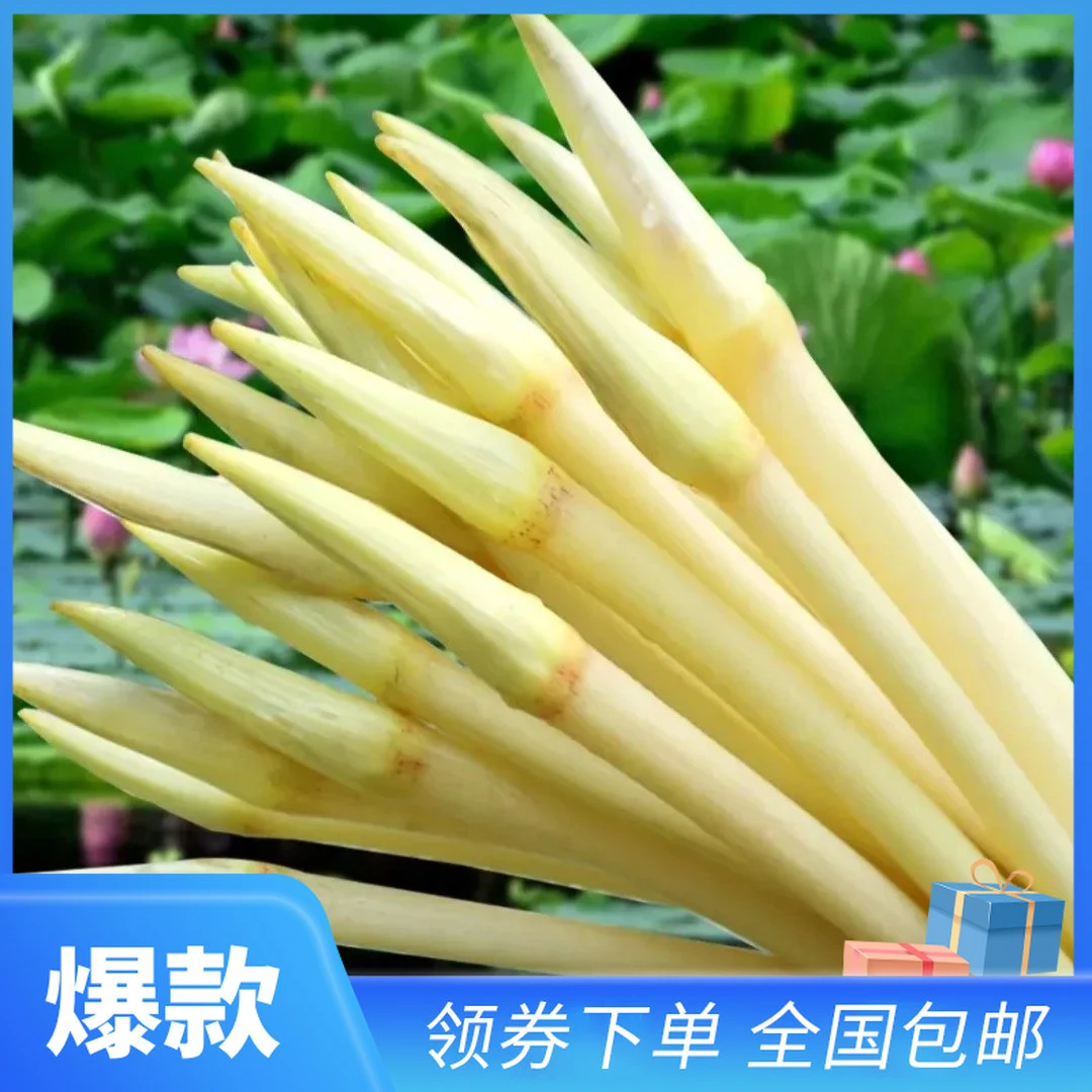 2025年不漂白脆嫩新鲜现挖现摘现发藕带可口农家蔬菜藕尖湖北