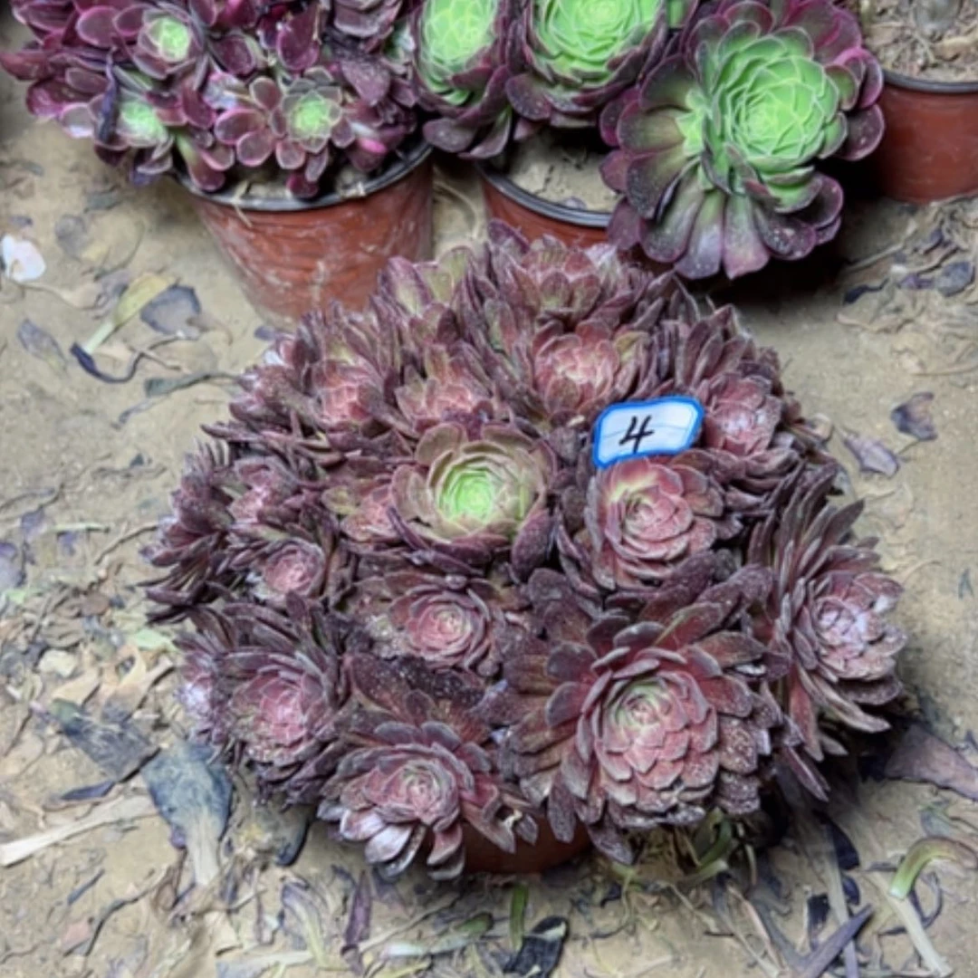 【闪购商品】多肉植物红霞4