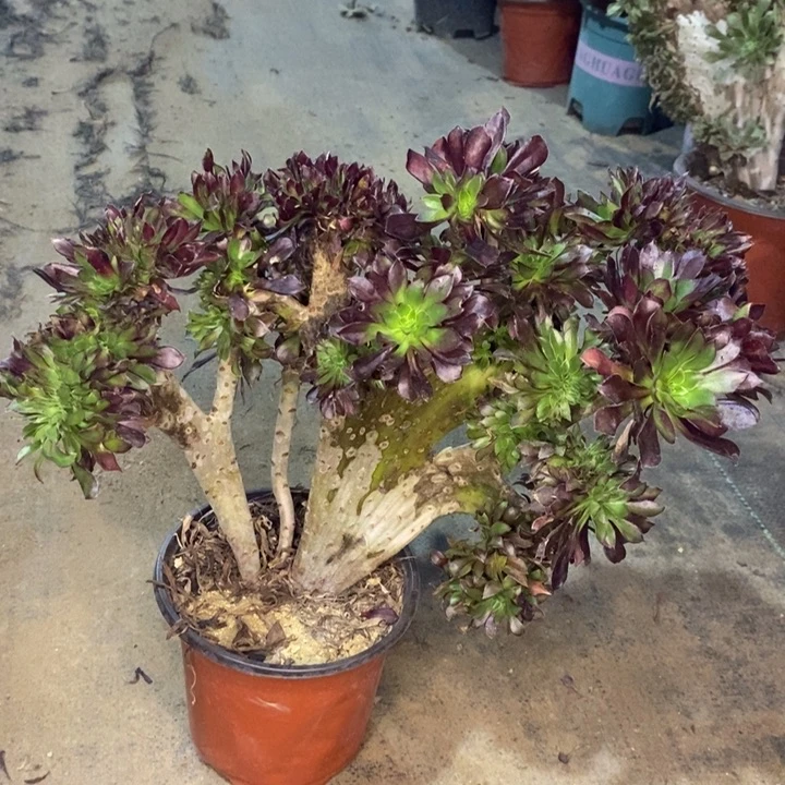 黑法缀多肉植物4。