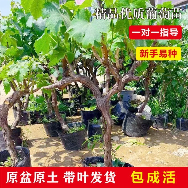特大巨峰阳光玫瑰葡萄树苖巨峰果树果苗盆栽南北方耐寒植庭院爬藤