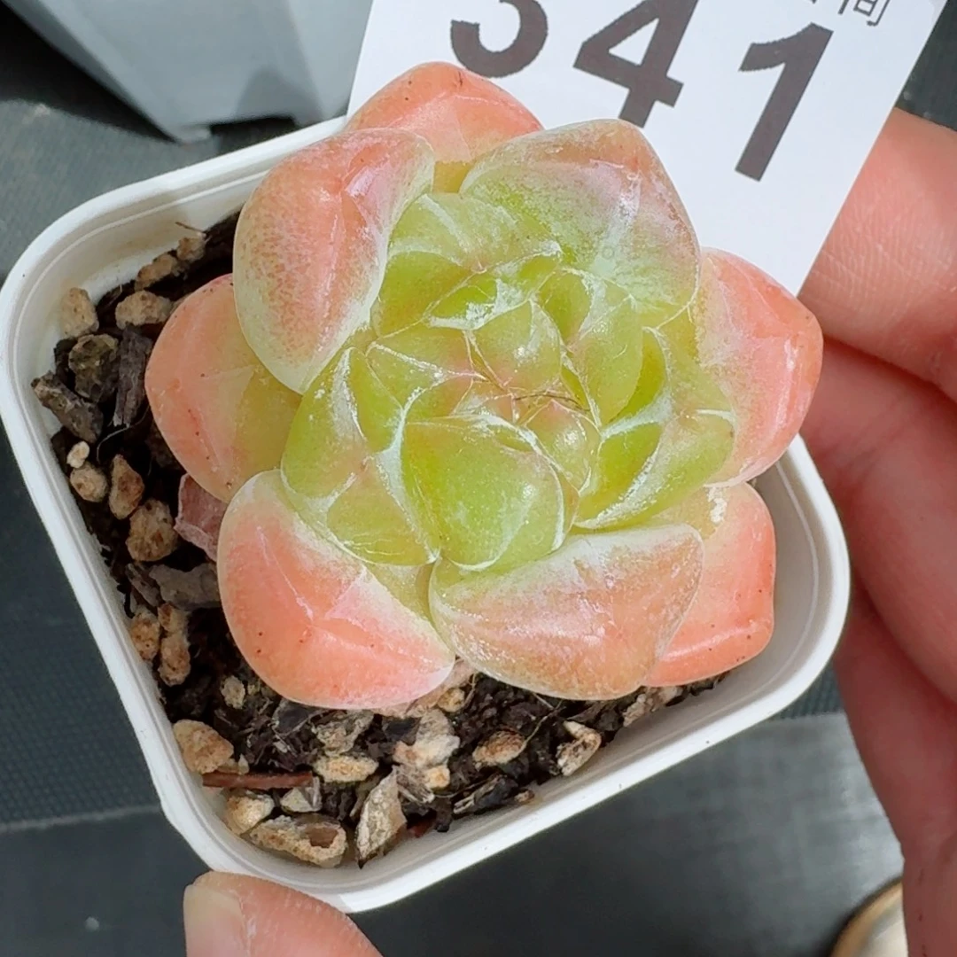 徐***浅玉玺            精美多肉植物