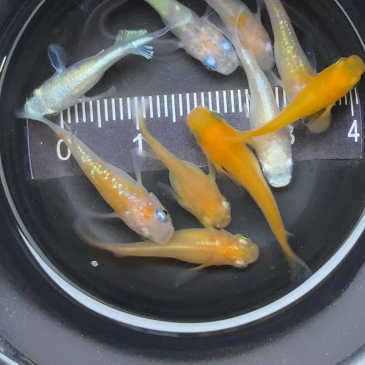 青鳉鱼混搭短球32号