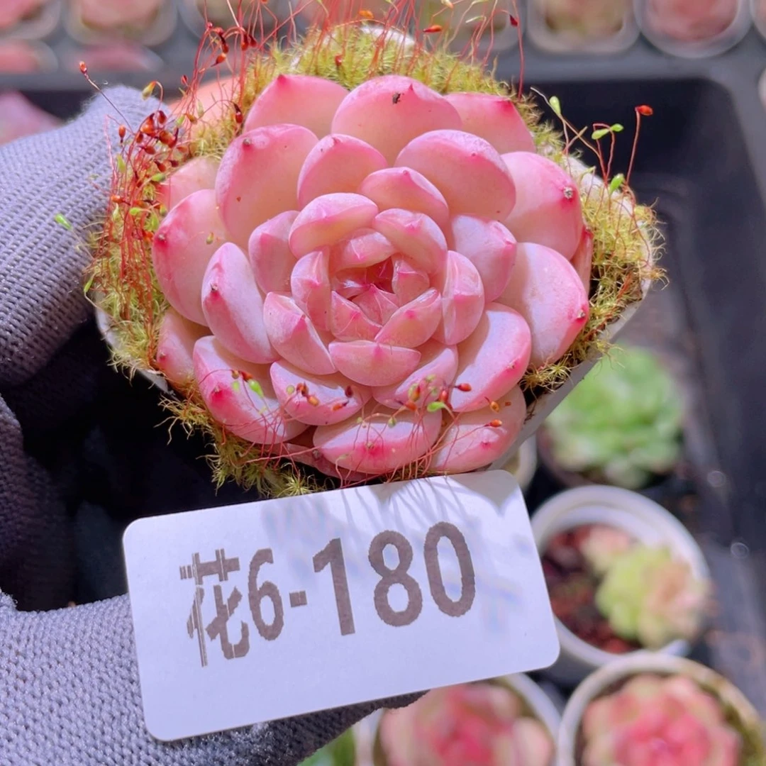 花利美 6-180福利珍妮