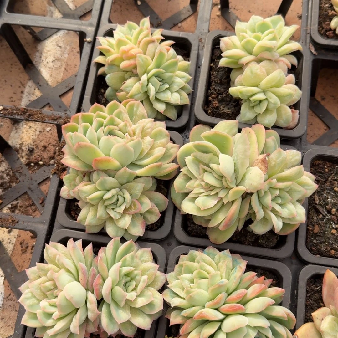 泡泡纱一个的价格多肉锦