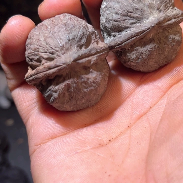 文玩核桃吊坠用****1滇西53