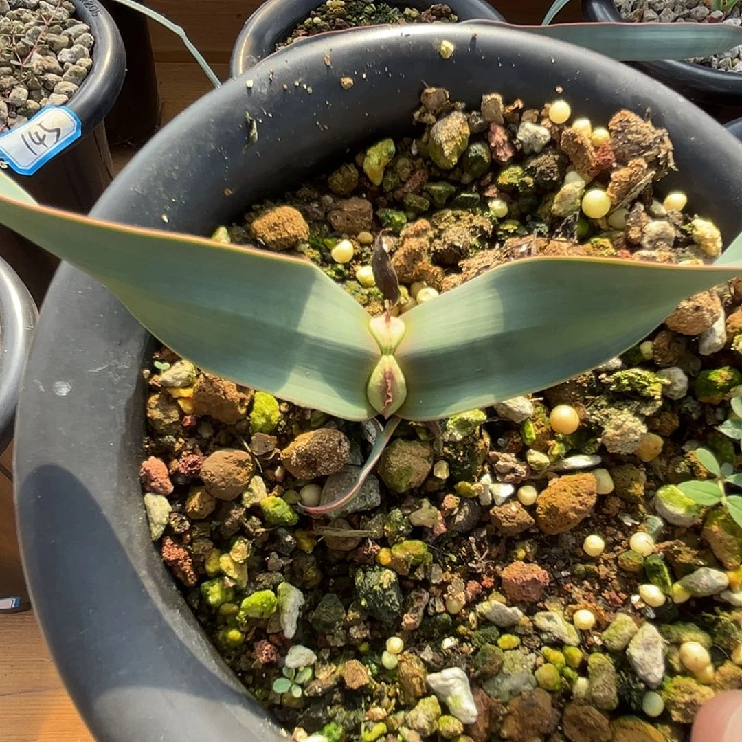 优选百岁兰，蓝叶，25号