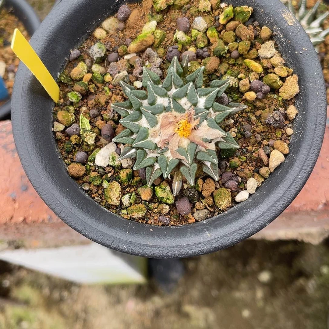 实生光面姬牡丹3.8cm
