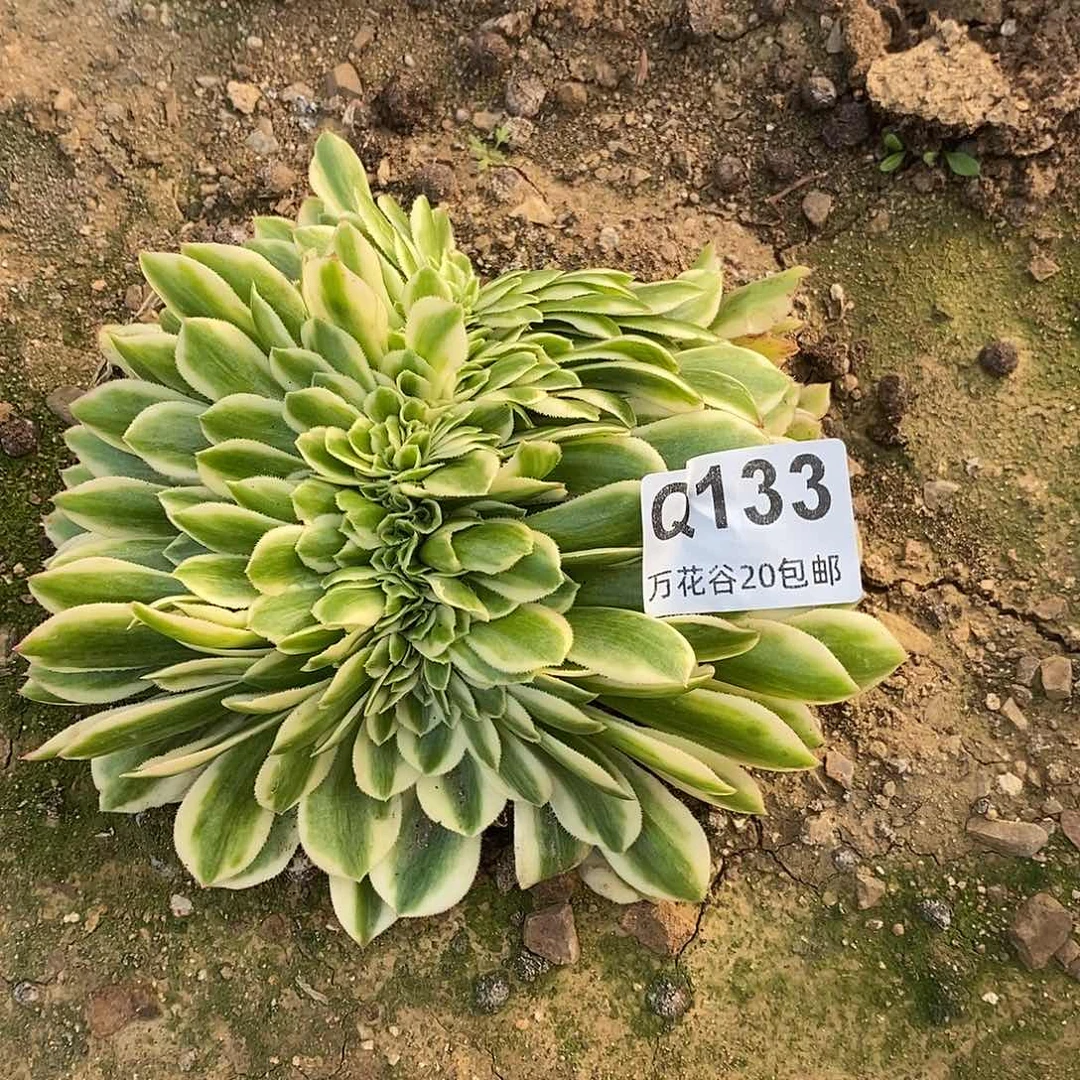 133迈巴赫缀多肉植物