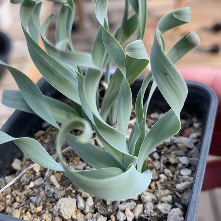 1970弹簧草一盒一盒