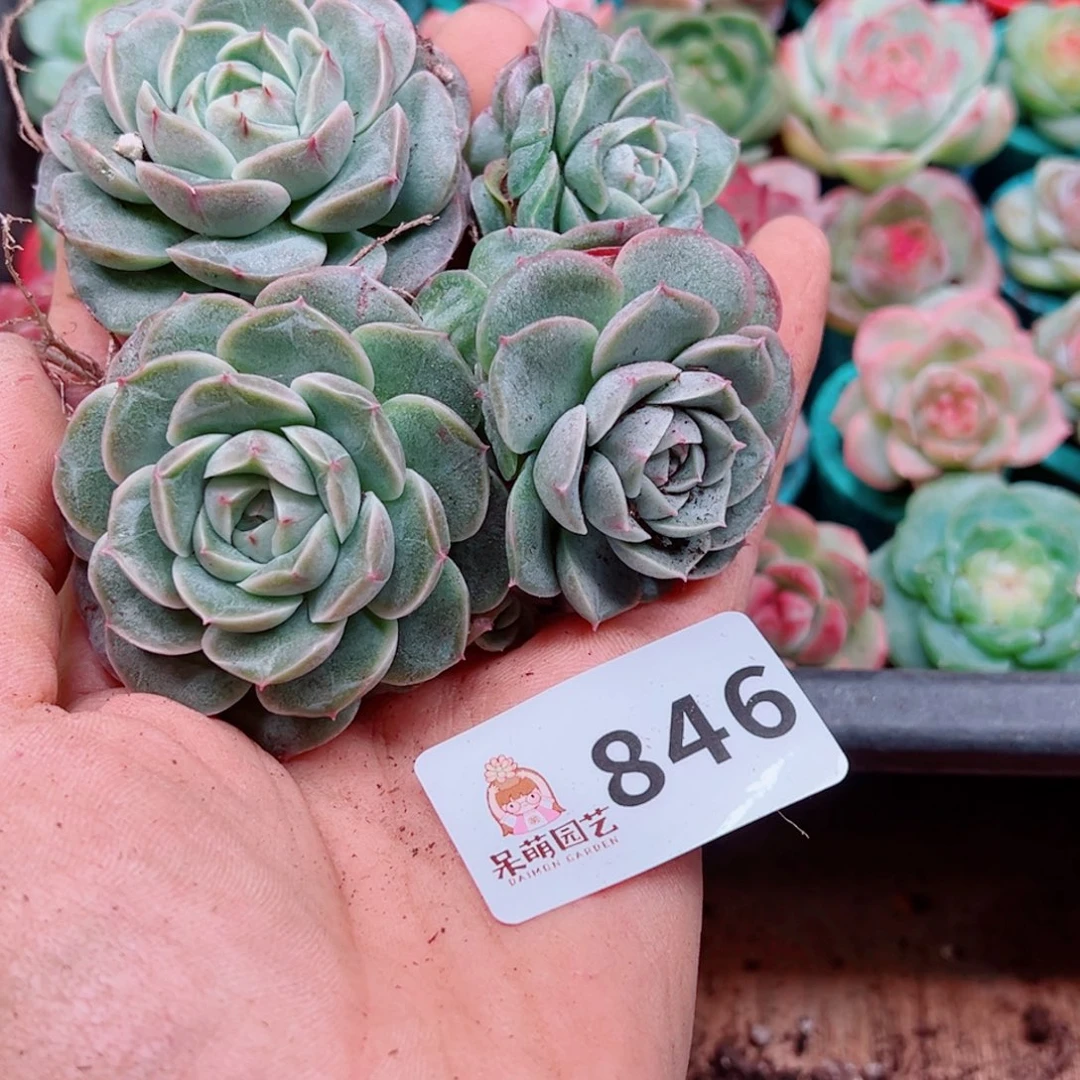 多肉植物多肉植物