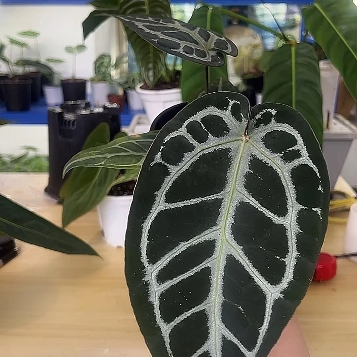 无花朵黑水晶一物一拍