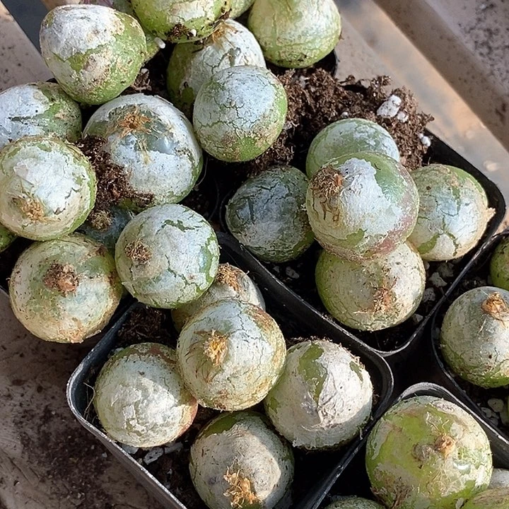 1545大灯泡母本一颗有伤