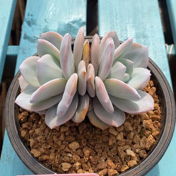 萌***꒱奶茶双头旺财旺财旺财