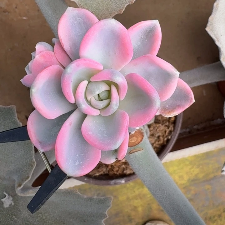 美尻一物一拍好看