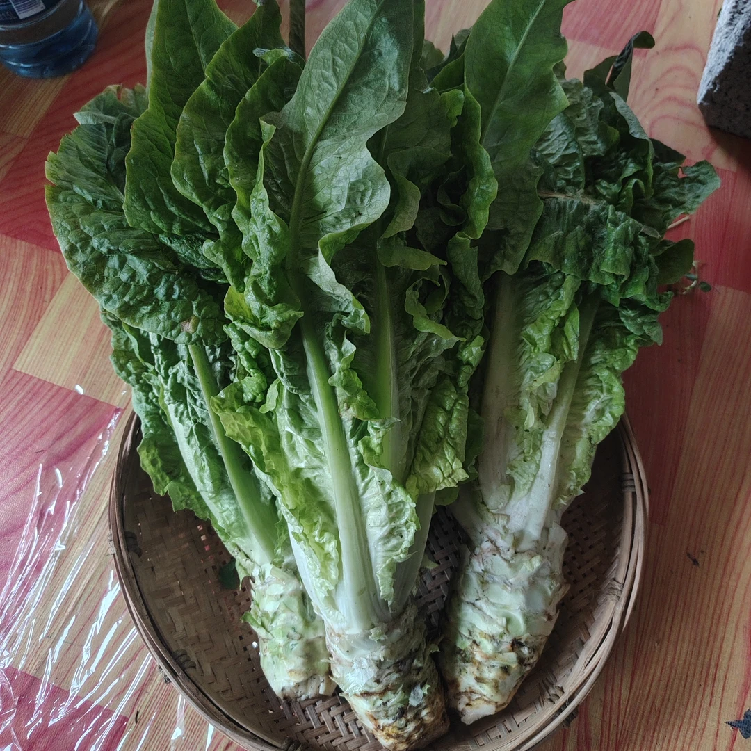 （莴笋）湘西本地农家自种