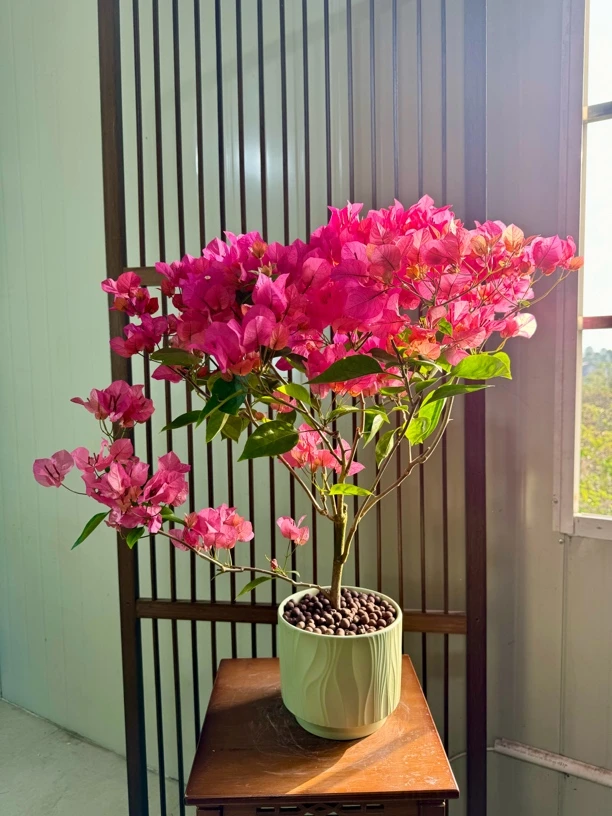 波妹三角梅+绿色条纹陶瓷盆+底底+陶粒