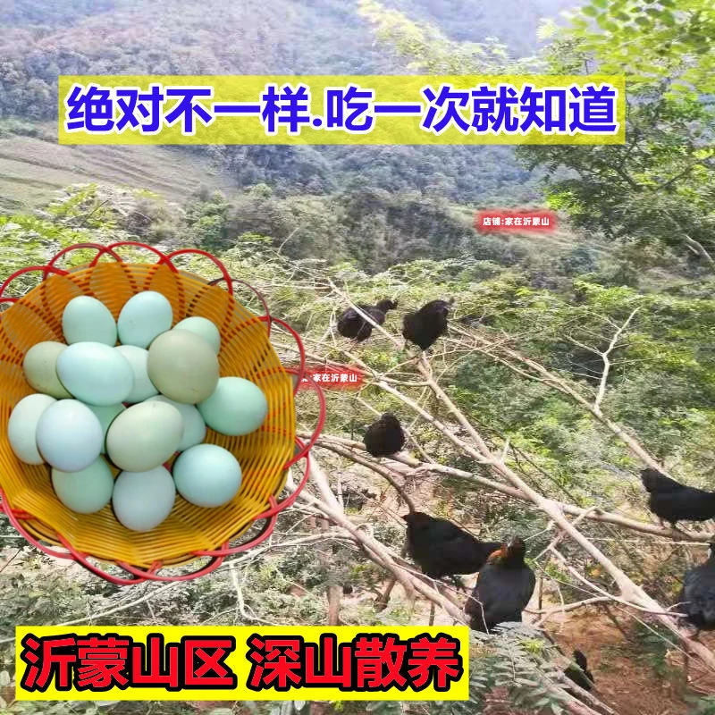 沂蒙山正宗乌鸡蛋绿壳土鸡蛋新鲜农家散养柴鸡蛋笨鸡蛋月子本30枚