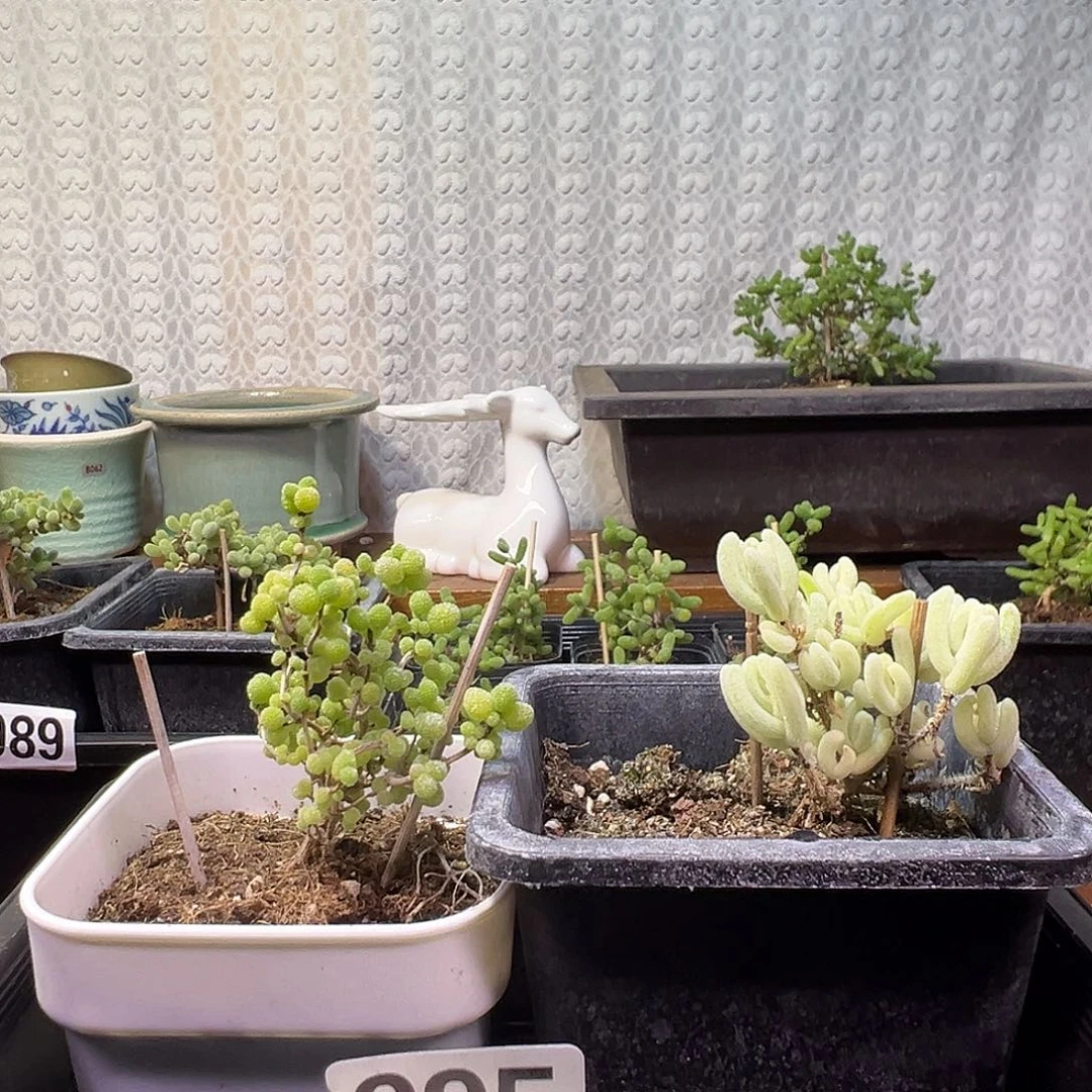 枝干番杏多肉植物995