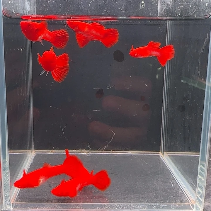 孔雀鱼通背包肚分水1对