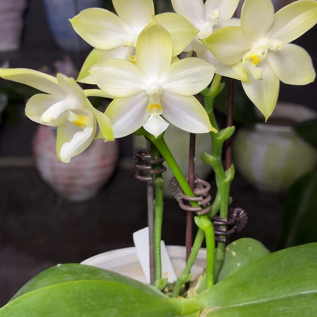 当前无花朵，栽培后可花朵A841yss1181