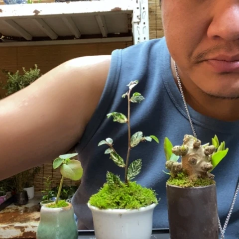 红陶一物一拍所见即所得119