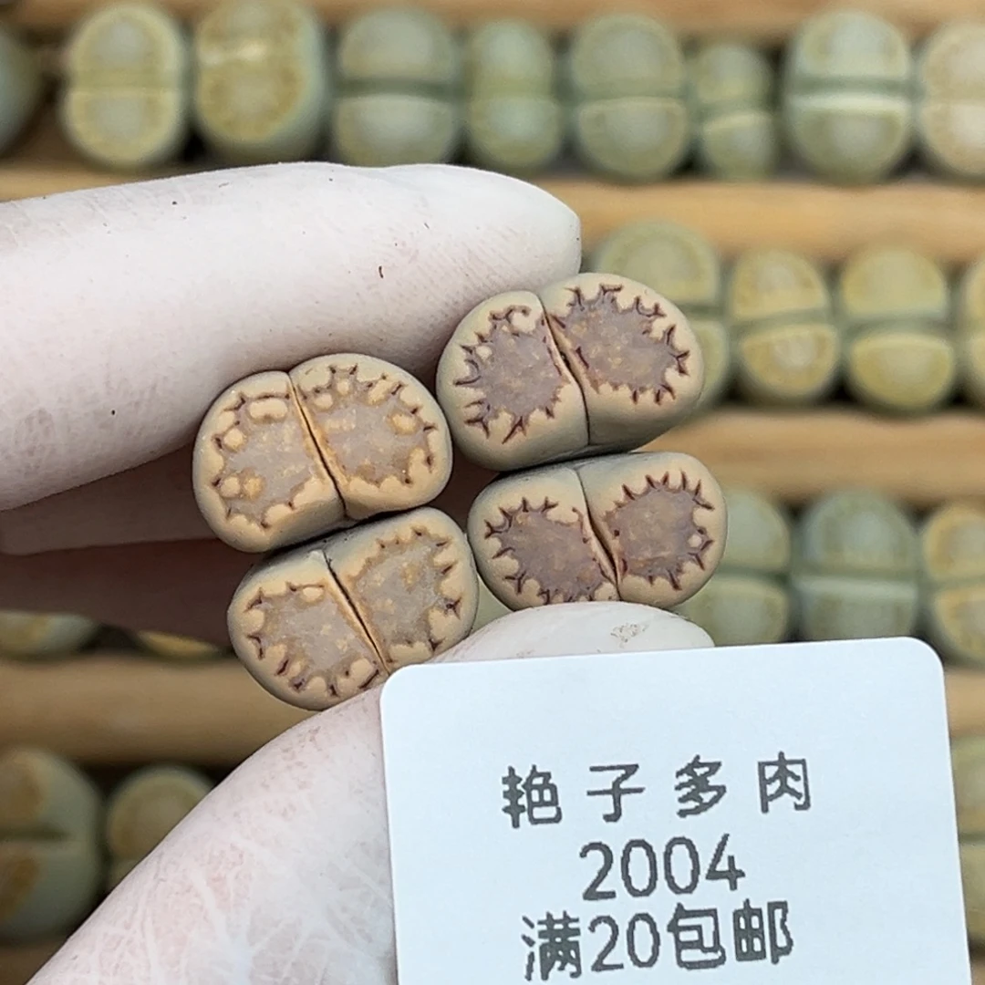 2004号两颗饼干母本发货