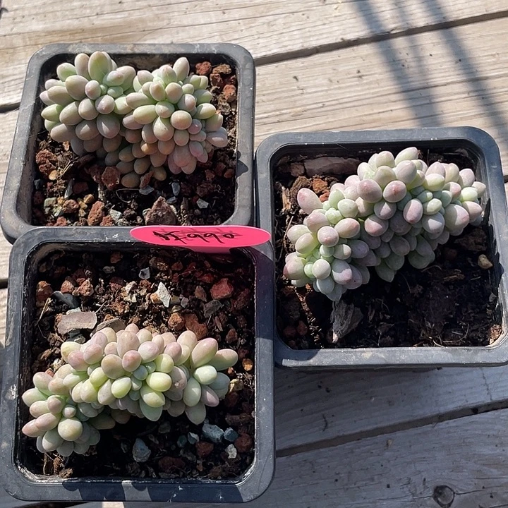 汤圆缀化多肉有切990