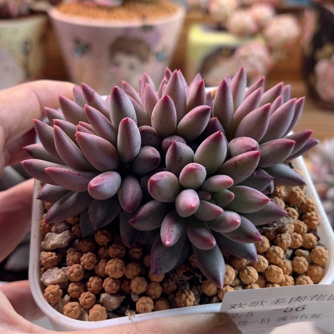 小*豆2.5-56虞美人