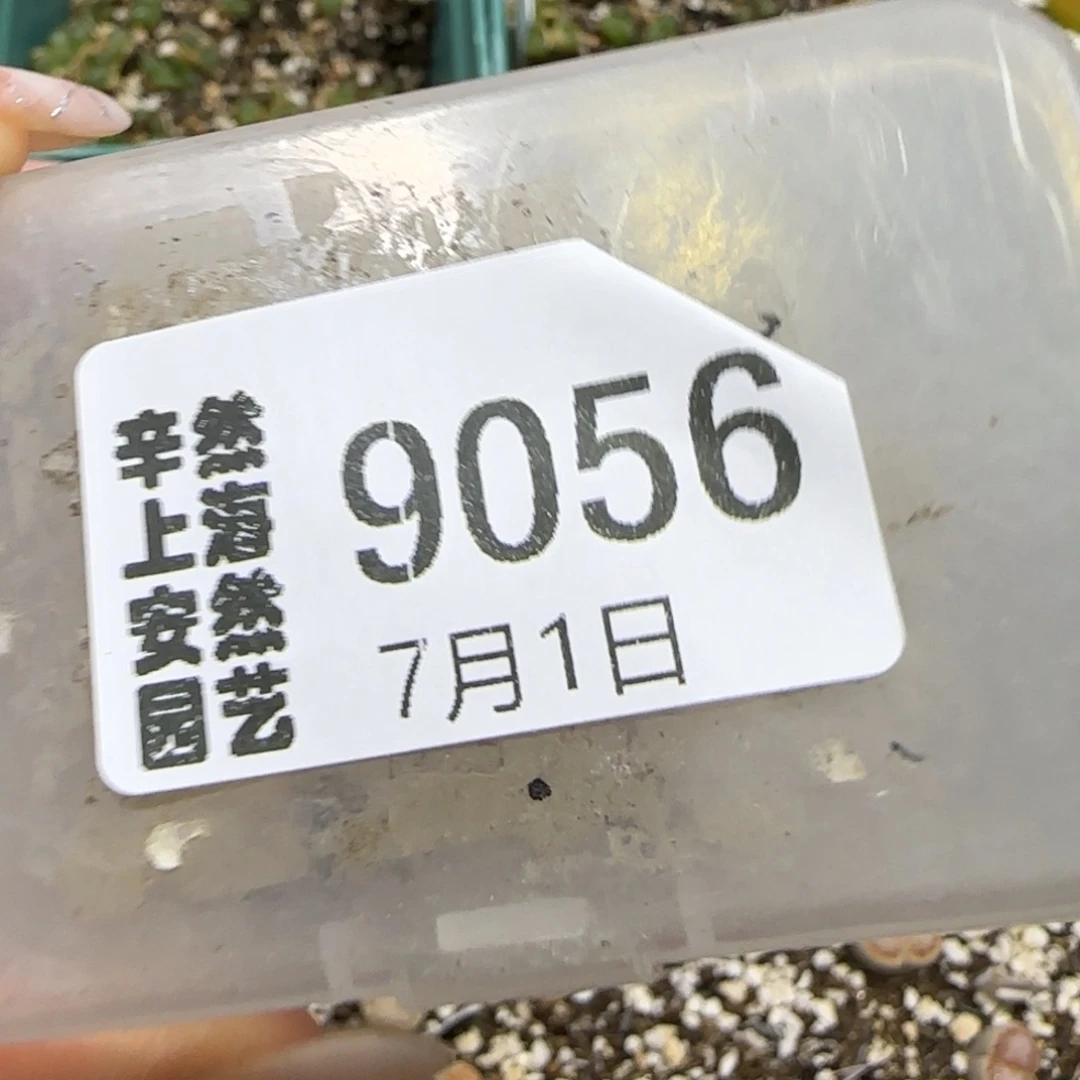 花****7.1。小紫与小蓝217。9056