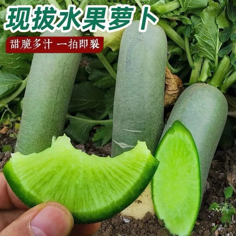 水果萝卜甜脆水果型潍坊萝卜正宗新鲜生吃青凤梨潍县冰淇淋萝卜