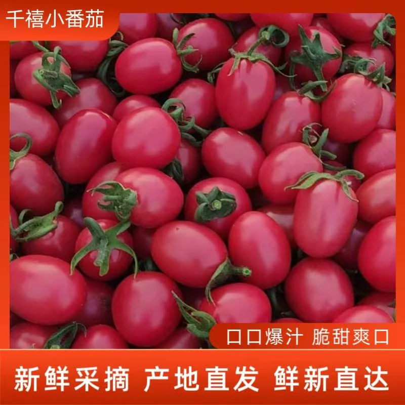 山东千禧小番茄，头茬精选2斤-4.8斤，9分甜1分酸，口口爆汁