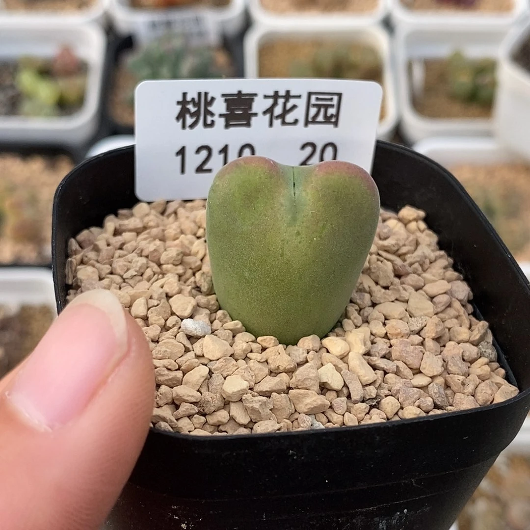 1210-20-胖将福利。