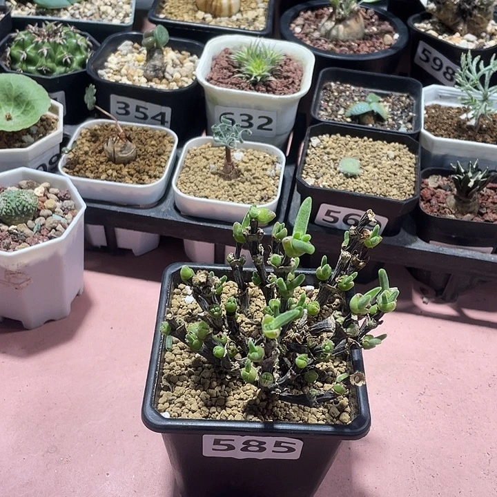 585枝干兔子老桩，