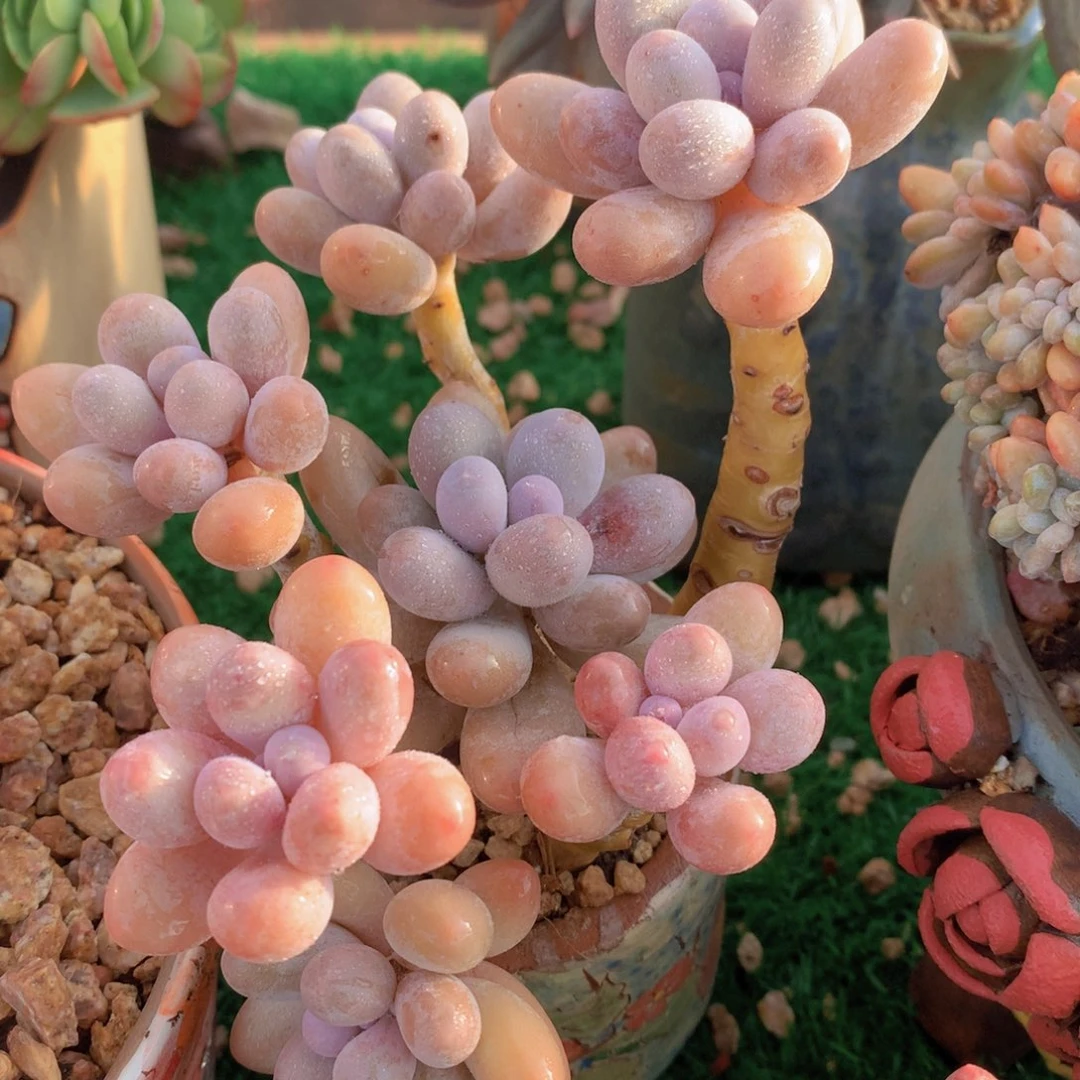 汤圆13 公分一物一拍