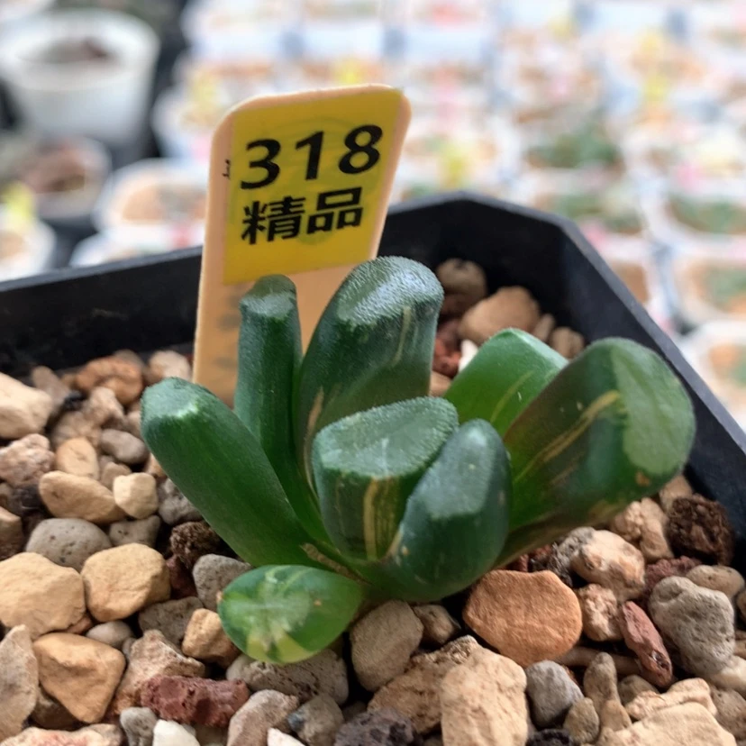 【闪购商品】318弱根万象