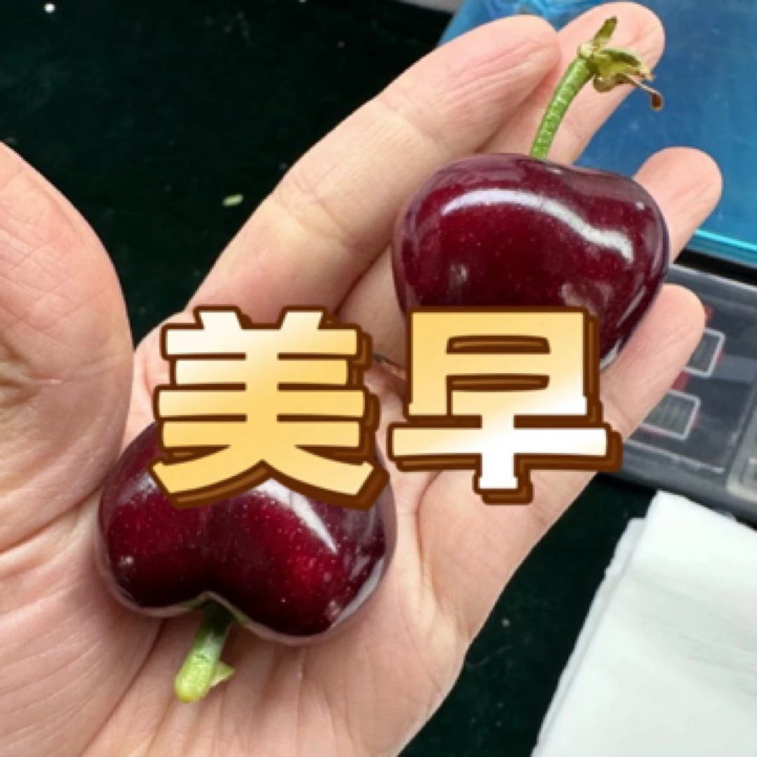 【省内拍】大连陆地美早当季水果产地直发/