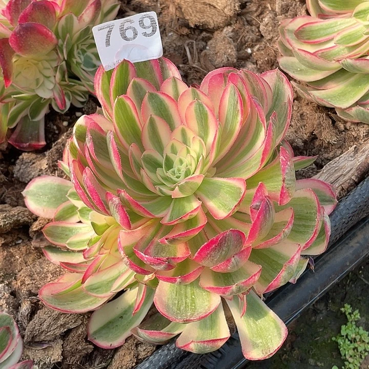 多肉法师法师多肉769