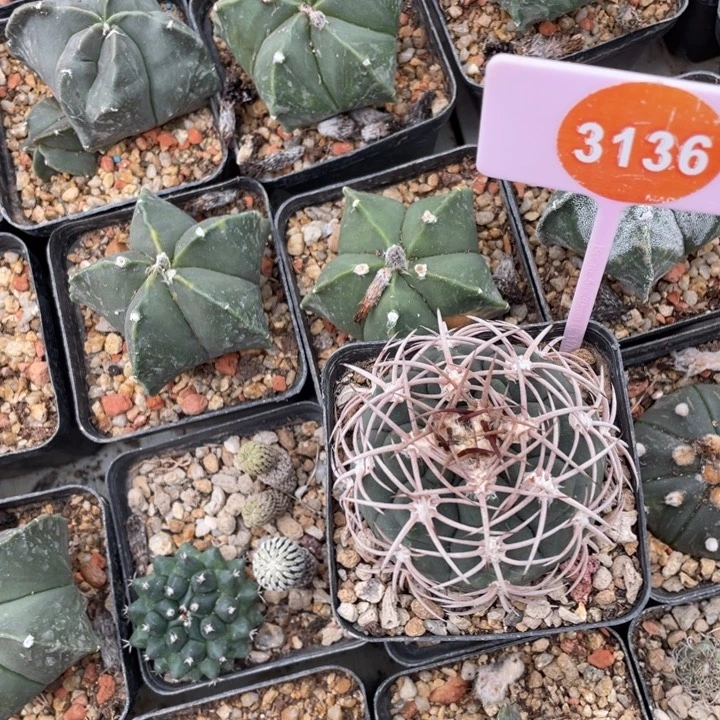 衡***～实生狂刺仙人球3136-0000