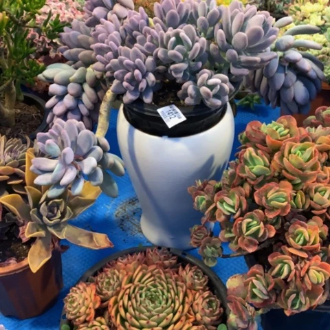 三*诺1412桃美人多肉