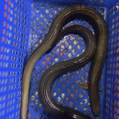 中国大陆河鳗，2斤活发