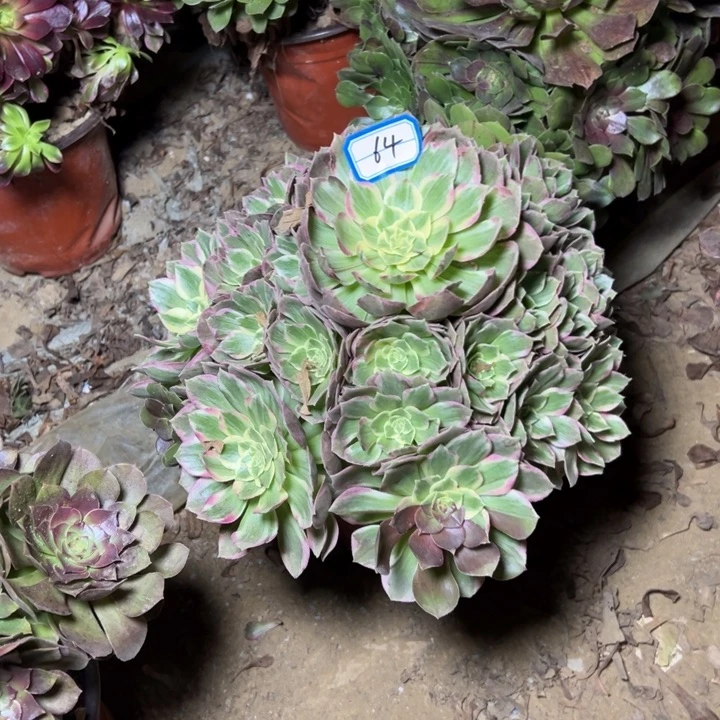 多肉植物万花铜64