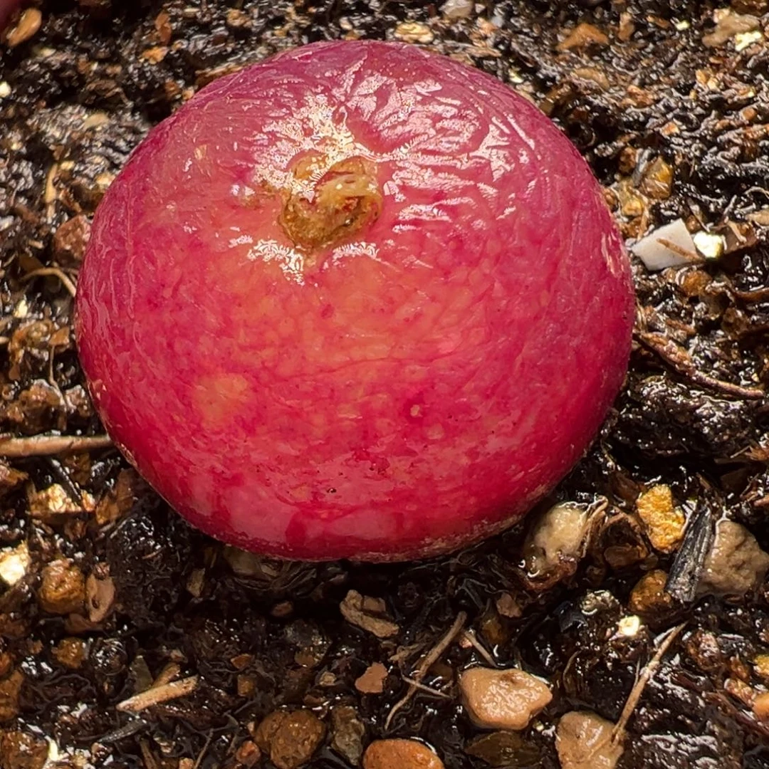 紫红灯泡母本带盆多肉