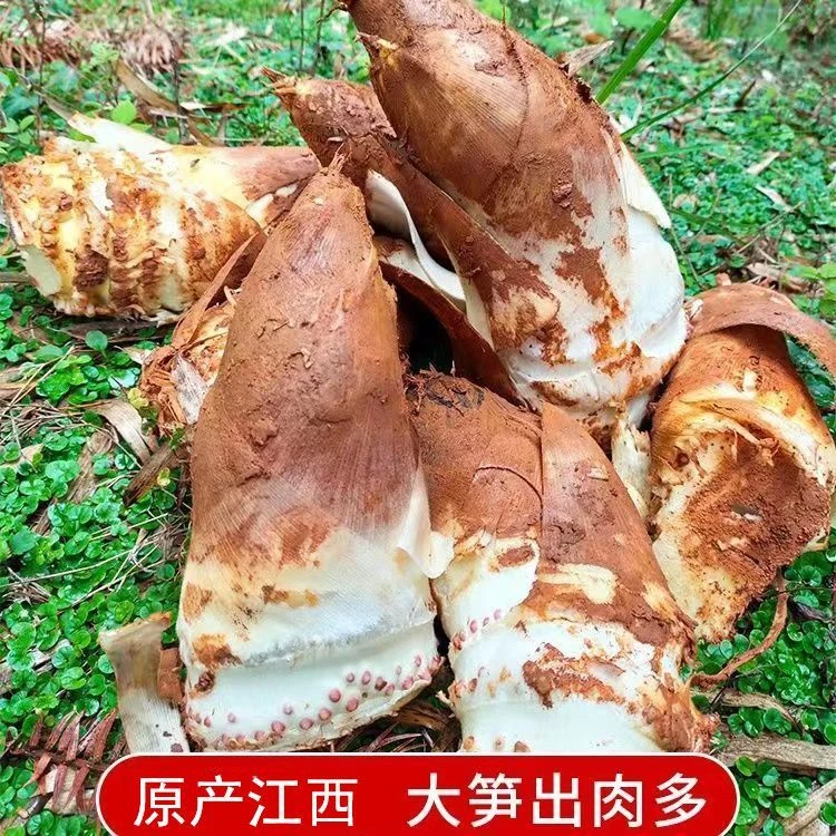 江西新鲜春笋新鲜现挖现发嫩冬笋当季新货美味黄泥冬笋1/5斤