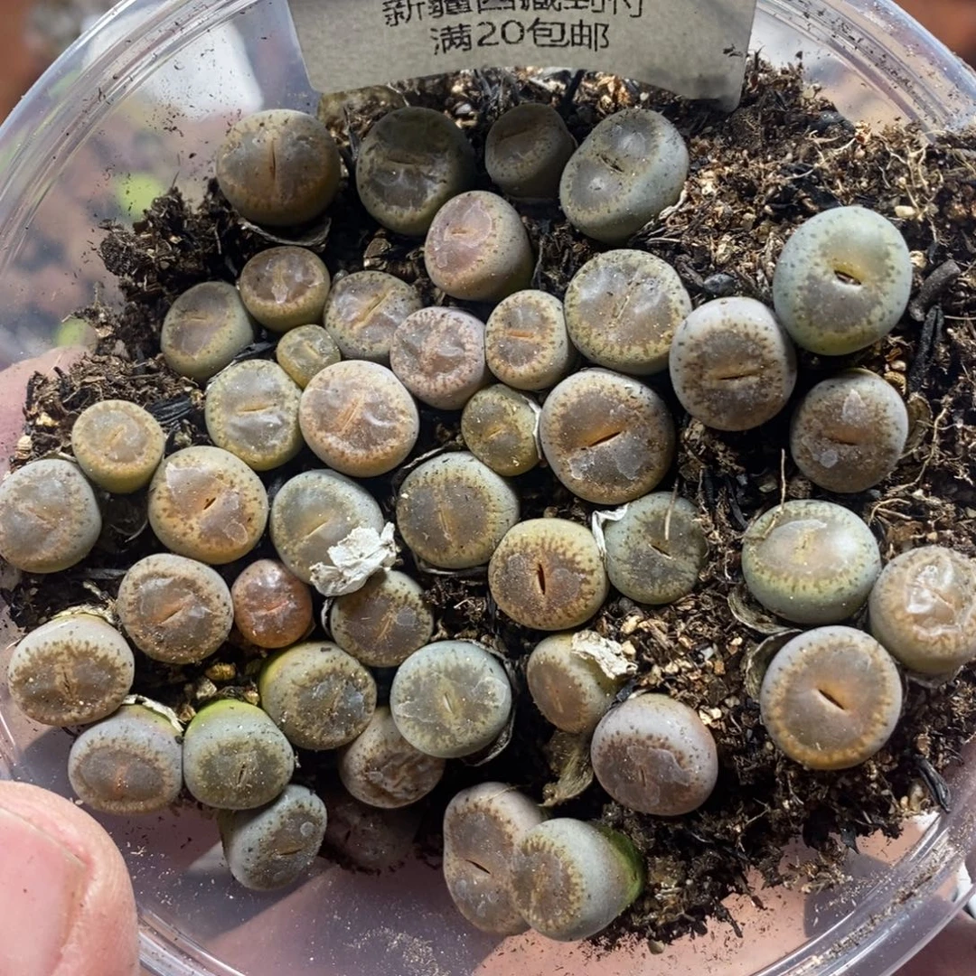 多肉蛋炒饭感谢您相伴030