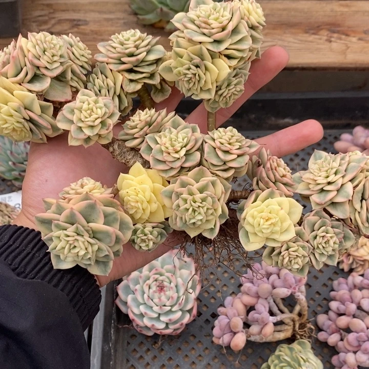 蜡牡丹锦多肉植物A1241