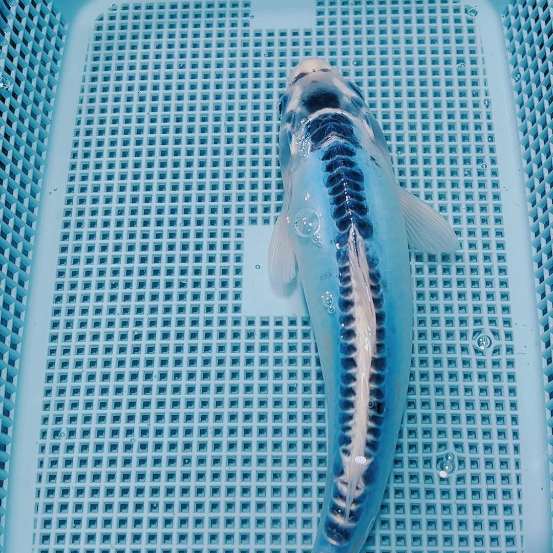 海水鱼锦鲤观赏鱼观赏鱼
